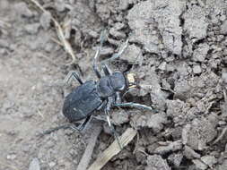 Image of Black-bellied tiger beetle