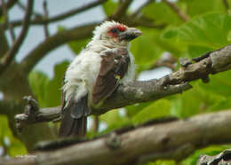 Image of Chaplin's Barbet