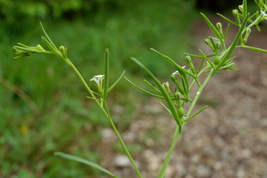 Image of Thesium alpinum L.