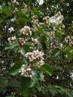 Image of Ladenbergia oblongifolia (Humb. ex Mutis) L. Andersson