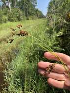 Image of Elliott's Beak Sedge