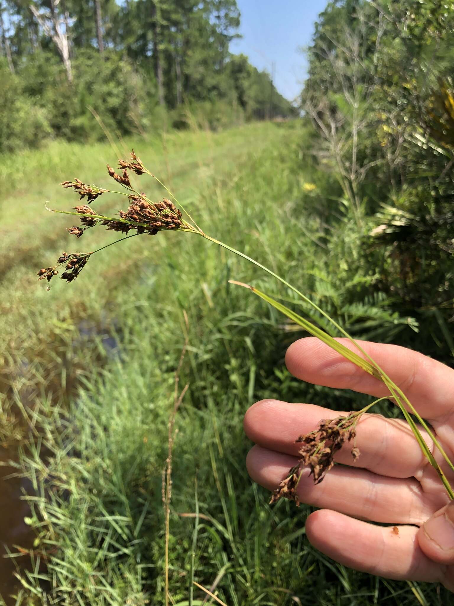 Image of Elliott's Beak Sedge