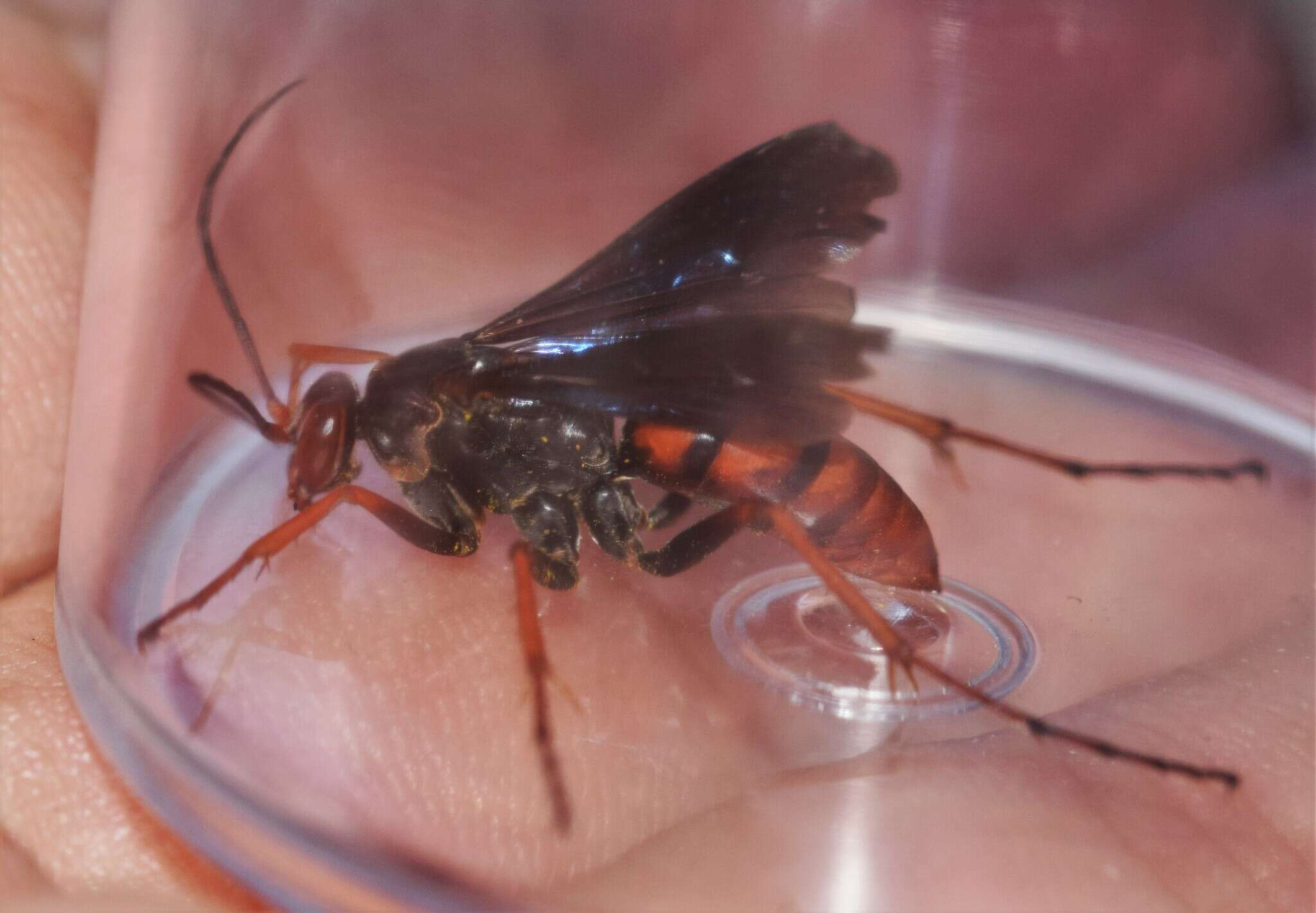 Imagem de Tachypompilus ferrugineus nigrescens