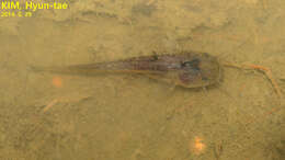 Image of Amur catfish