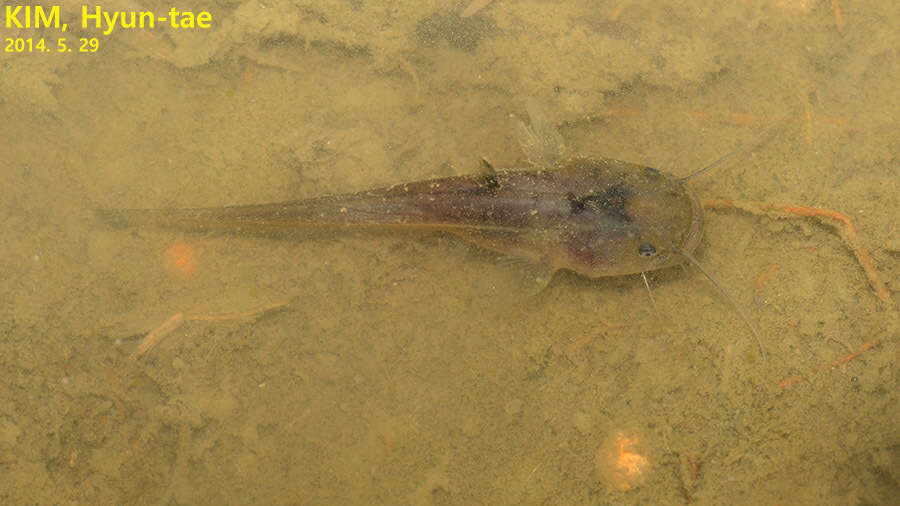 Image of Amur catfish