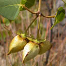 Philgamia glabrifolia Arenes的圖片