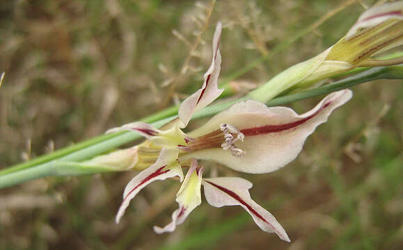 Imagem de Gladiolus permeabilis D. Delaroche