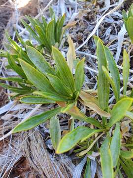 Image of thrift mock goldenweed