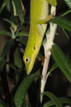 Image of Cuban green anole