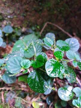 صورة Peperomia hispidula (Sw.) A. Dietr.