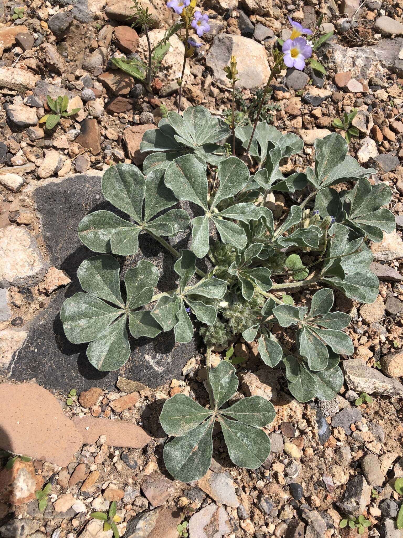 Image of beaver Indian breadroot