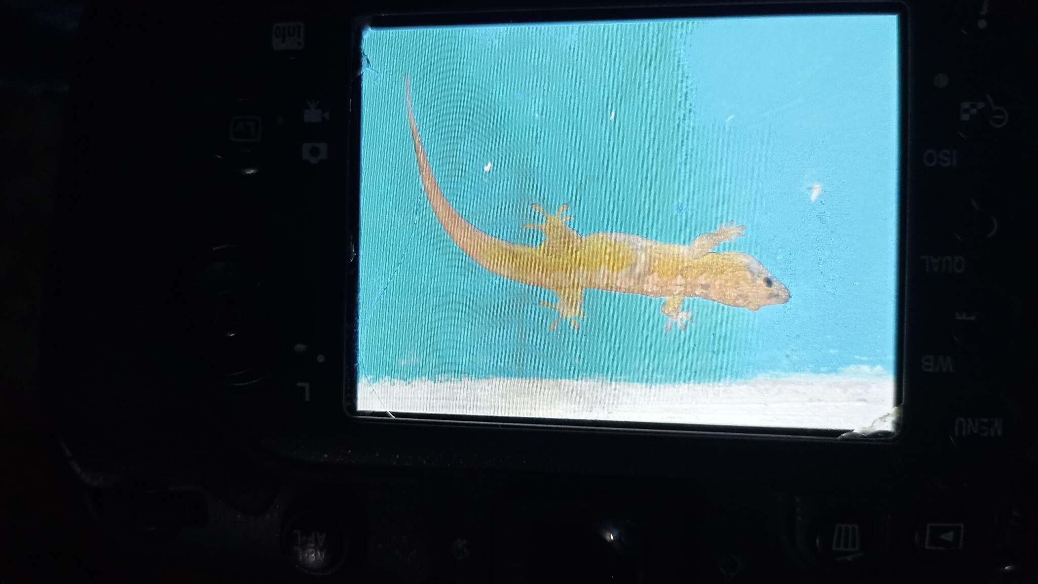 Image of Saint George Island Gecko