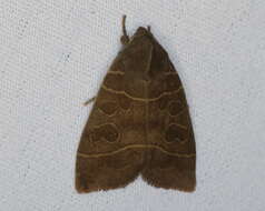 Image of Even-lined Sallow