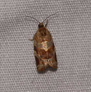 Image of Pine-tube Moth