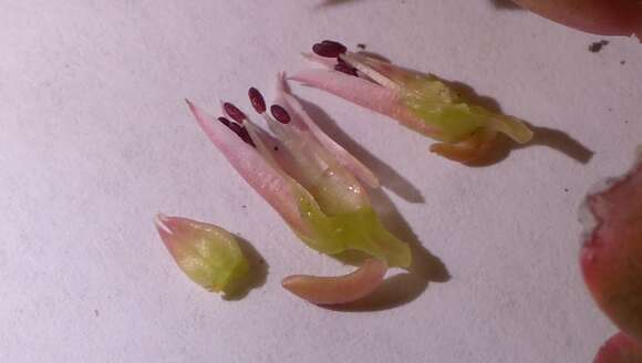 Sedum laxum subsp. laxum的圖片