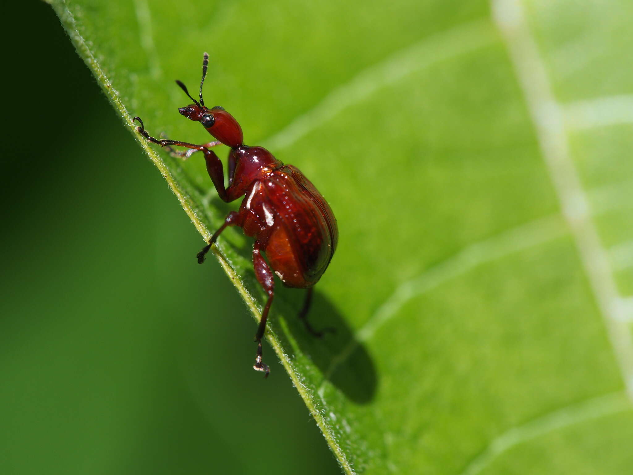 Image of Paratrachelophorus nodicornis Voss 1924