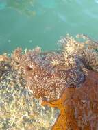 Image of Mottled Encrusting Tunicate