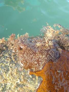 Image of Mottled Encrusting Tunicate