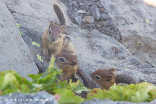Image of Sierra Golden-mantled Ground Squirrel