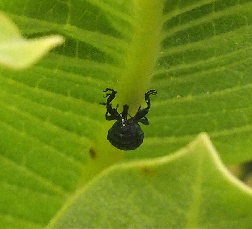 Image of Milkweed Stem Weevil