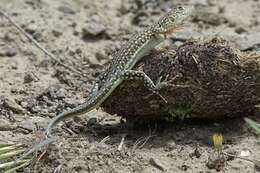 Image of Strauch's Racerunner