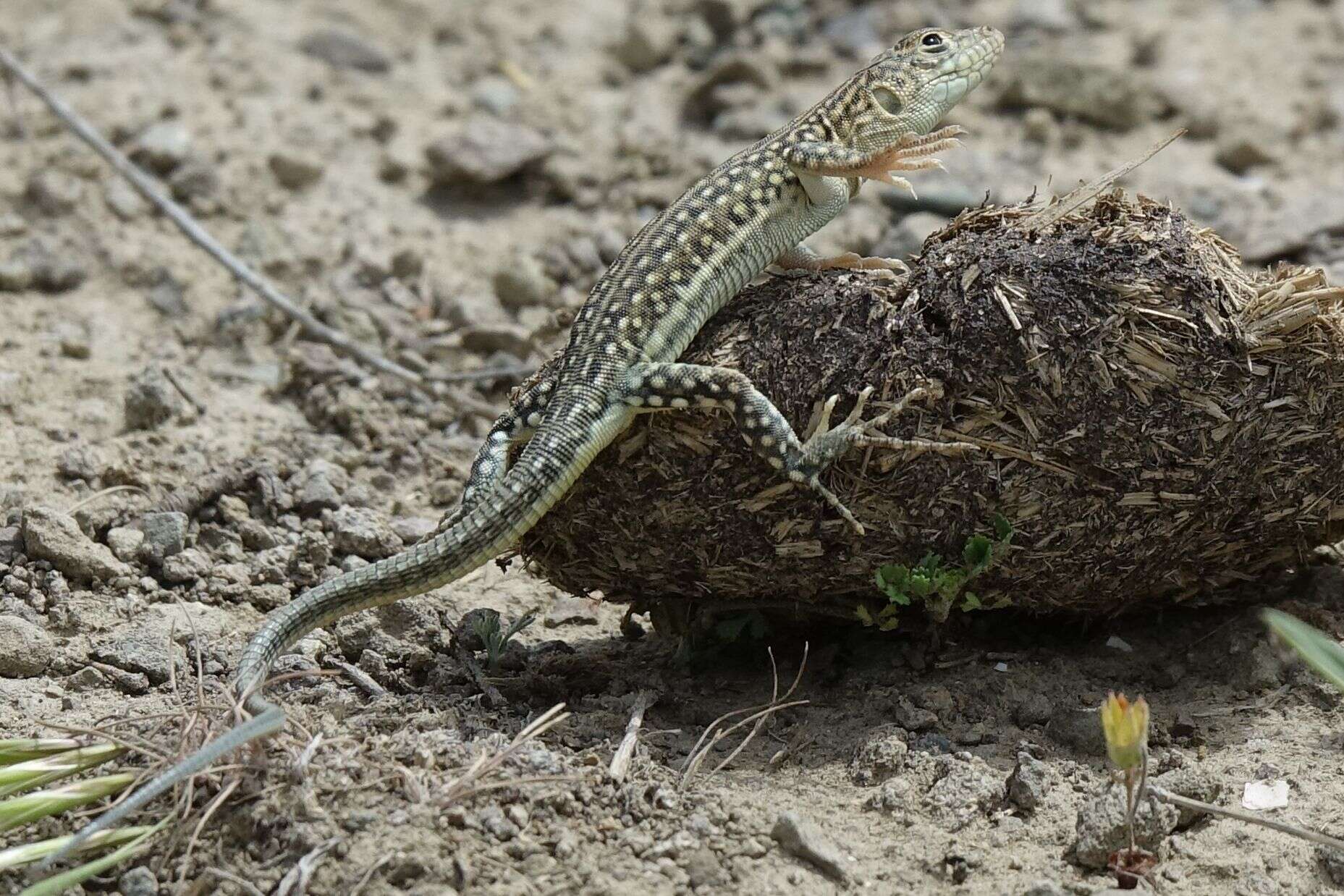 Image of Strauch's Racerunner