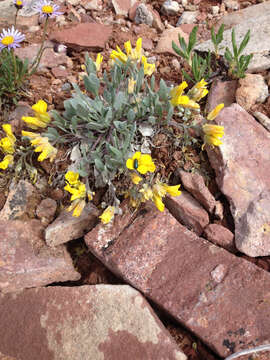 Image of Avery Peak twinpod