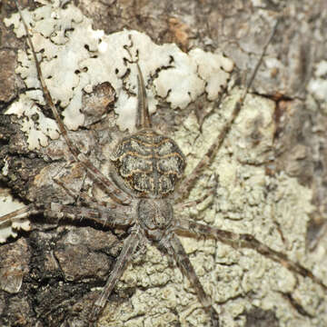 Image of Hersilia sericea Pocock 1898