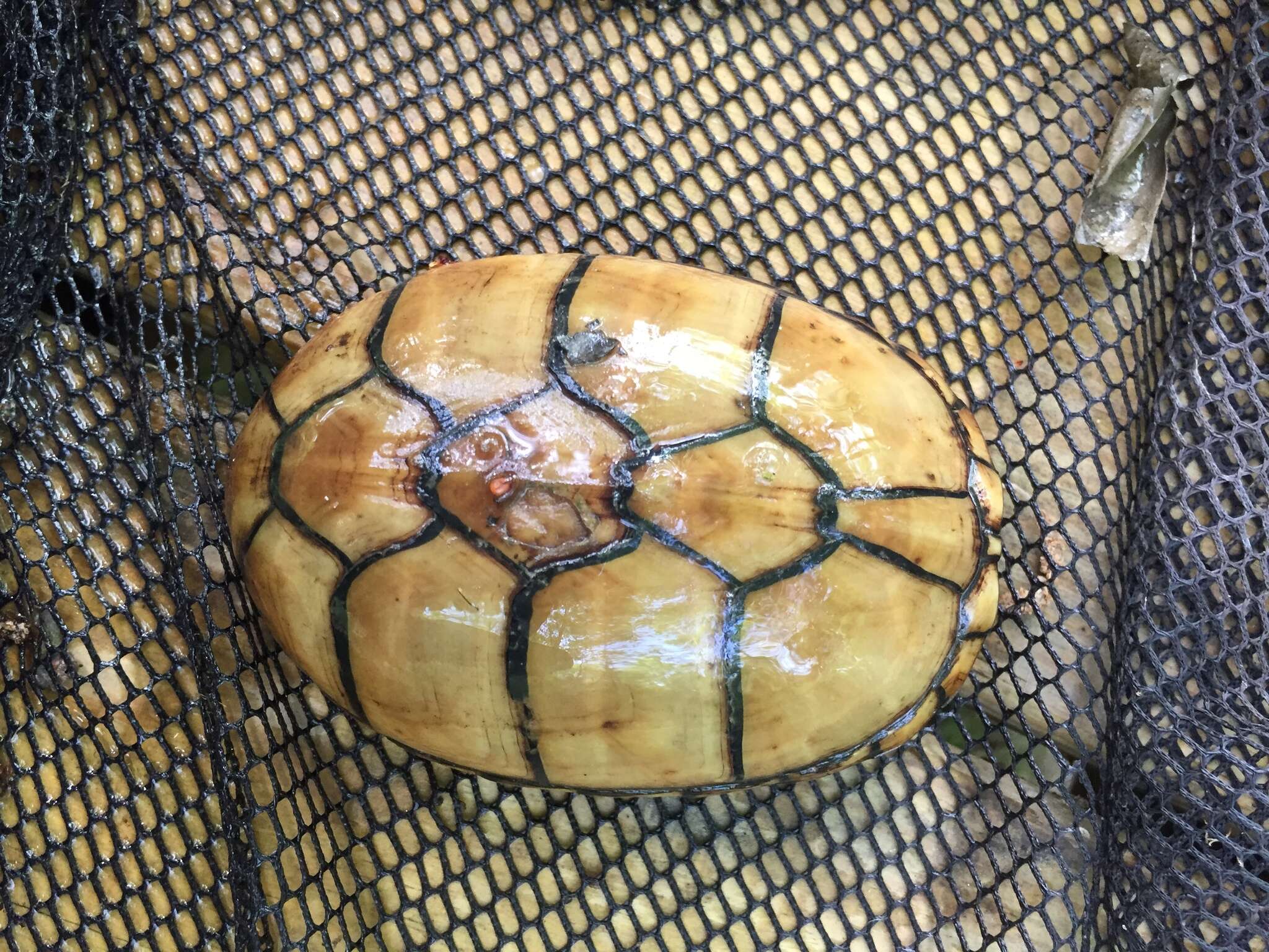 Image of Mississippi mud turtle