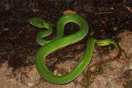 Image of Pope's pit viper