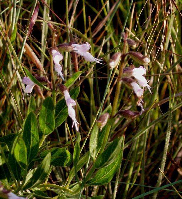 Imagem de Syncolostemon foliosus (S. Moore) D. F. Otieno