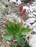 Imagem de Primula spectabilis Tratt.