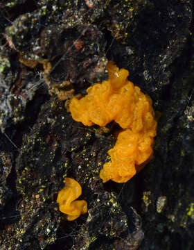 Image of Orange jelly spot