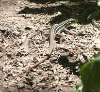 Image of Desert Grassland Whiptail