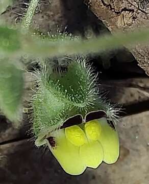 Image of Kickxia spuria subsp. integrifolia (Brot.) R. Fernandes