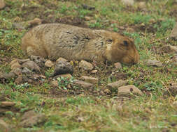 Image of East African mole rats