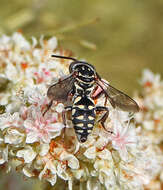 Image of Triepeolus verbesinae (Cockerell 1897)