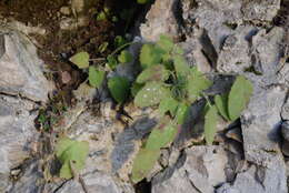 Image of Campanula elatinoides Moretti