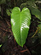 Imagem de Anthurium talamancae Engl.