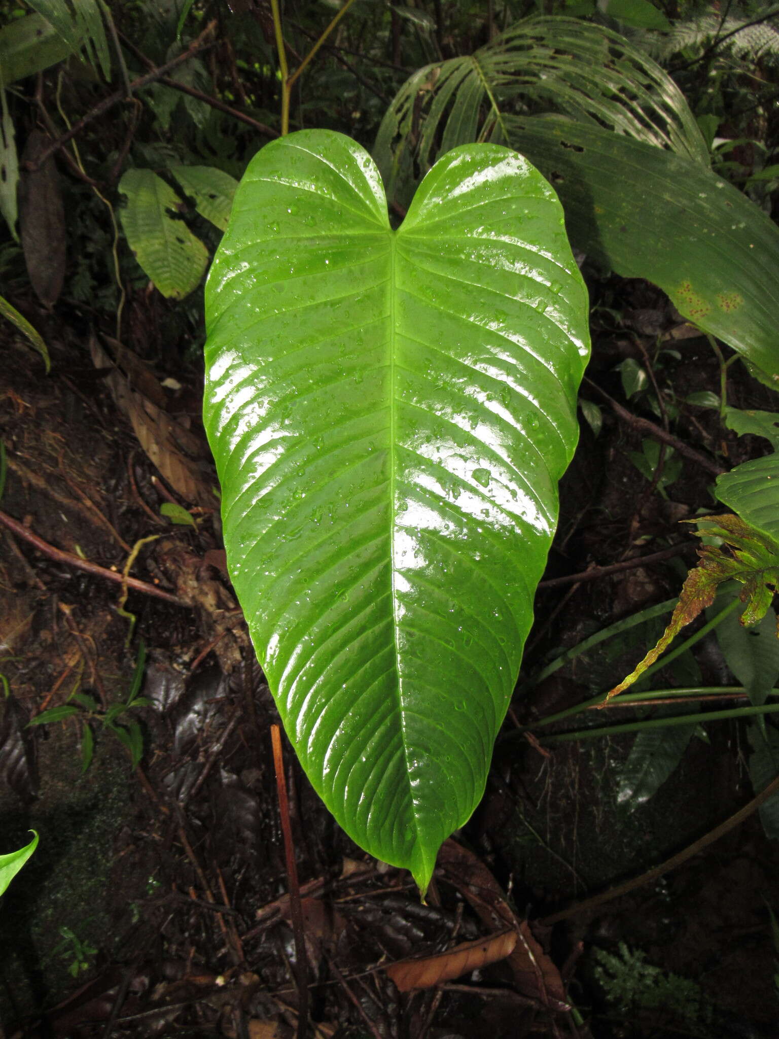 Image of Anthurium talamancae Engl.