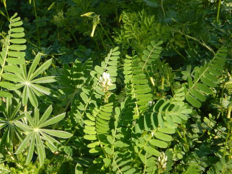 Image of Yellow Milk-vetch