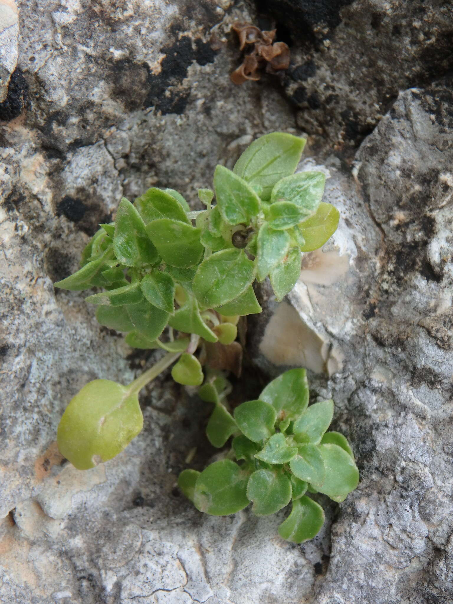 Image of Theligonum cynocrambe L.