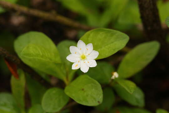 صورة Lysimachia europaea var. arctica (Fisch. ex Hook.)