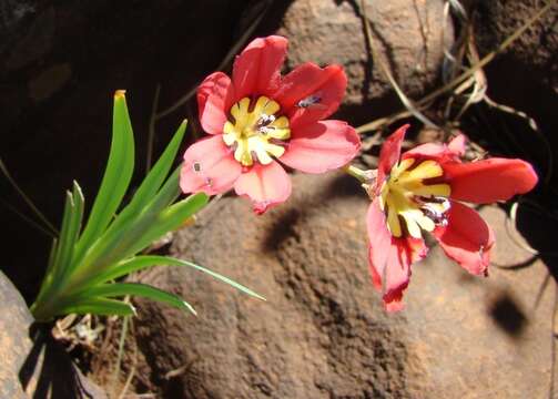 Image of Sparaxis pillansii L. Bolus