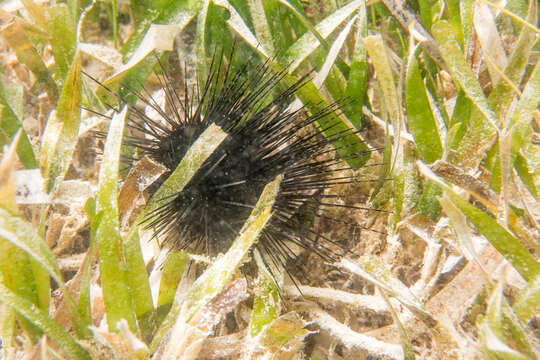 Image of spiny urchin