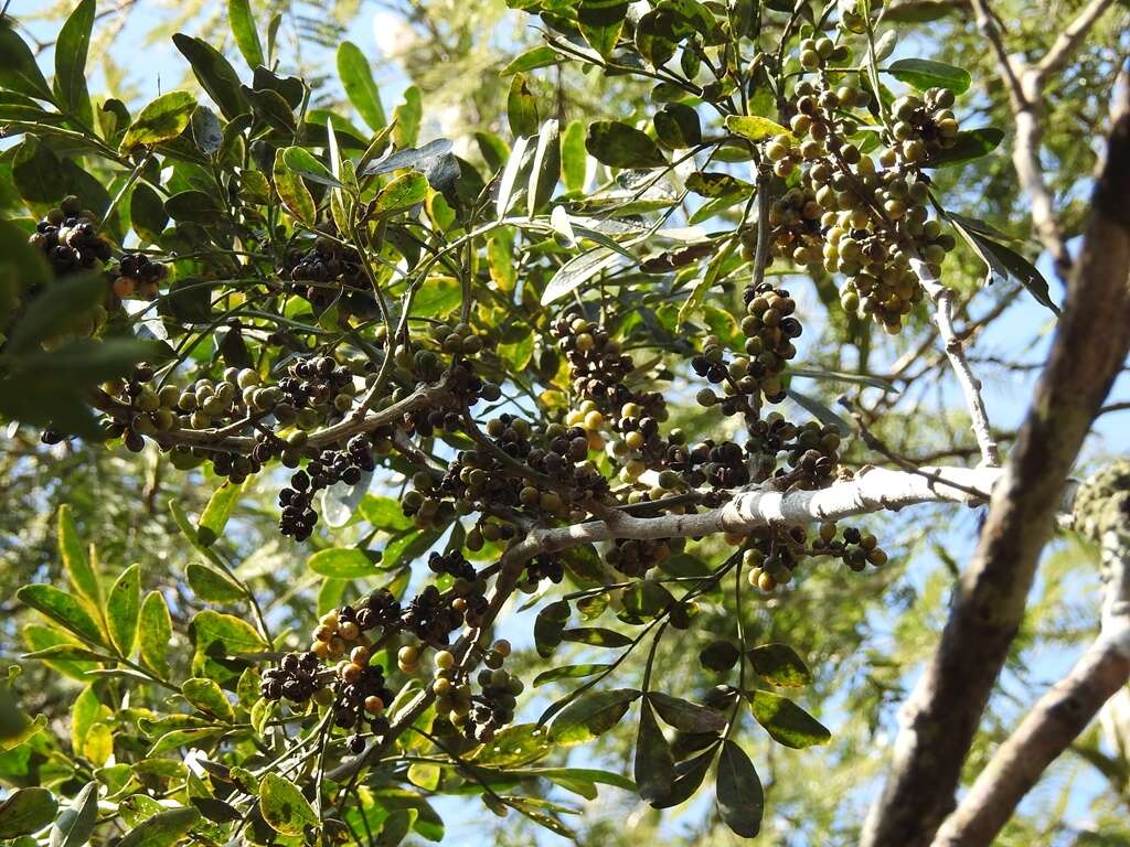 Zanthoxylum quassiifolium (J. D. Sm.) Standl. & Steyerm.的圖片