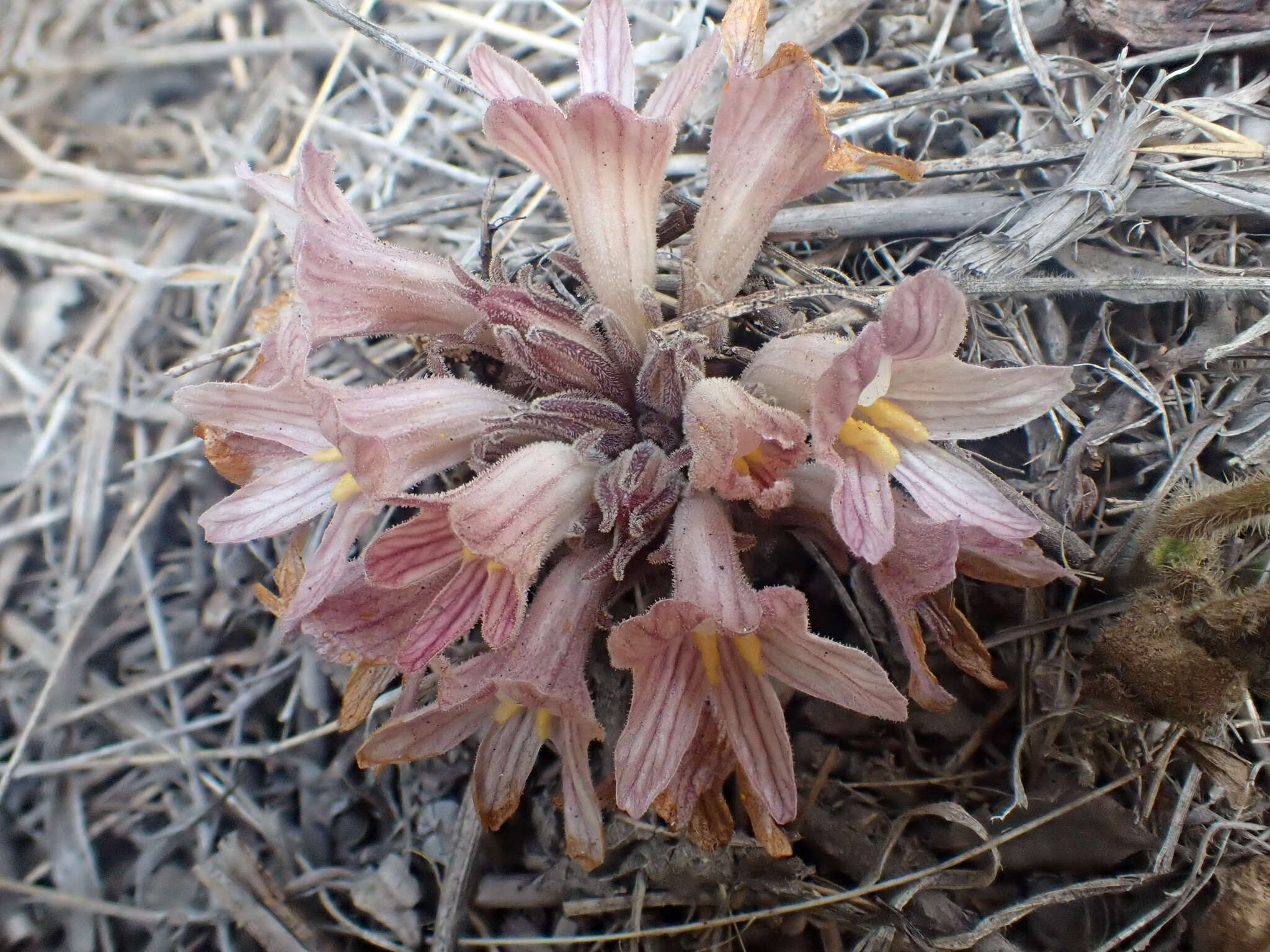 Imagem de Aphyllon californicum subsp. grande (Heckard) A. C. Schneid.