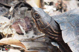 Image of Oldham’s Leaf Turtle