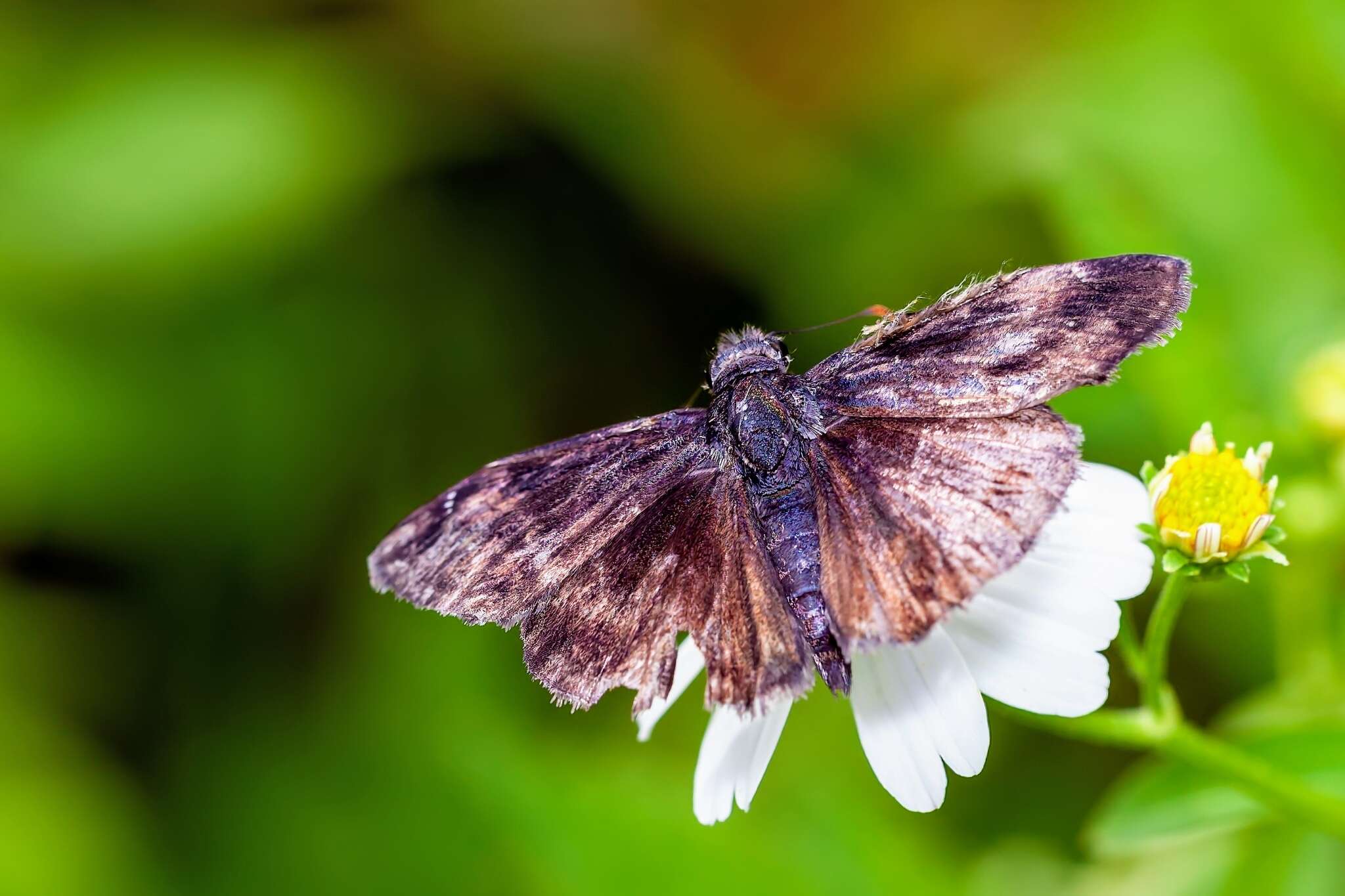 Image of Zarucco Duskywing