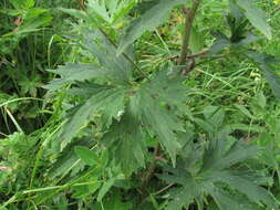 Image of Delphinium flexuosum M. Bieb.